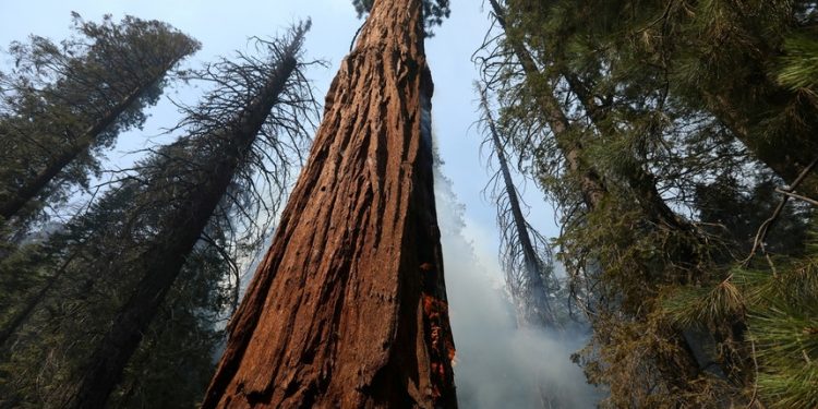 Novo estudo indica que árvores fazem mais do que guardar carbono