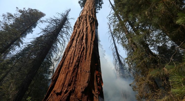 Novo estudo indica que árvores fazem mais do que guardar carbono