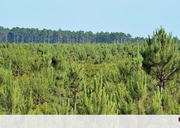 Número de candidaturas mostra vitalidade do setor florestal