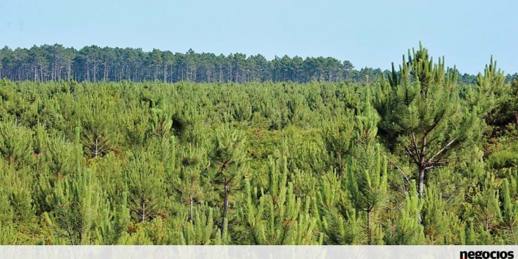 Número de candidaturas mostra vitalidade do setor florestal