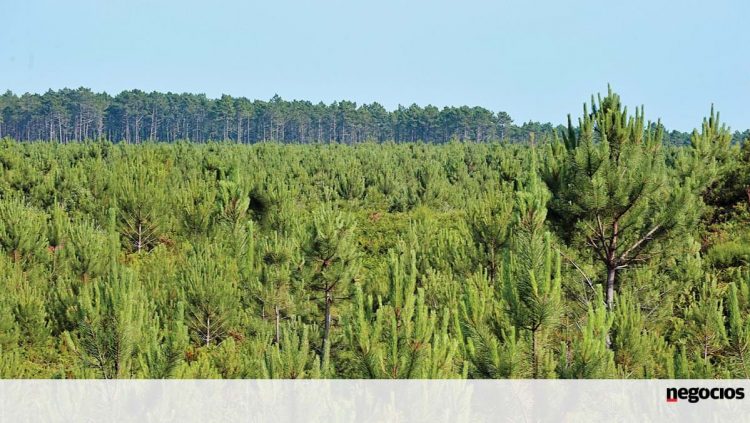 Número de candidaturas mostra vitalidade do setor florestal