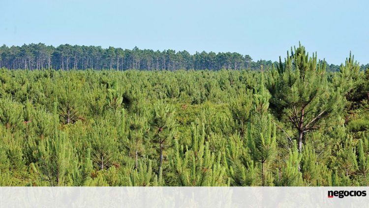 Número de candidaturas mostra vitalidade do setor florestal