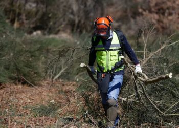 Alentejo é das regiões do país com menos freguesias prioritárias identificadas para limpeza de floresta