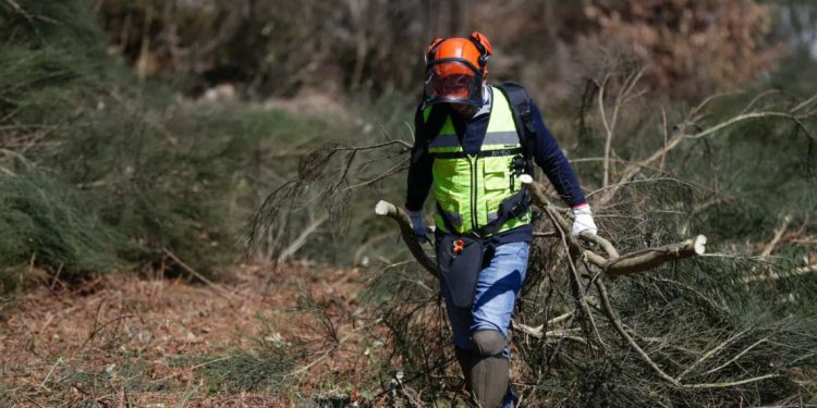 Alentejo é das regiões do país com menos freguesias prioritárias identificadas para limpeza de floresta