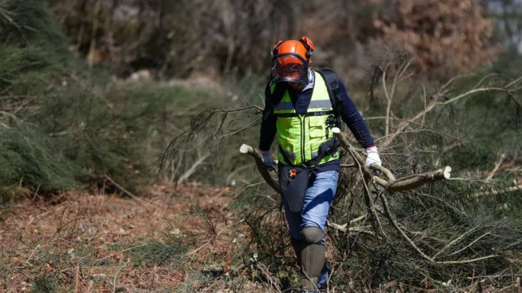 Alentejo é das regiões do país com menos freguesias prioritárias identificadas para limpeza de floresta