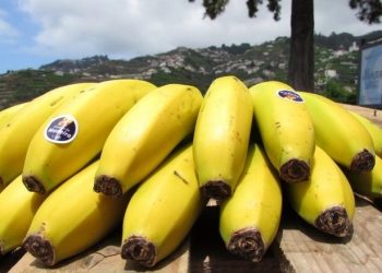 Banana da Madeira