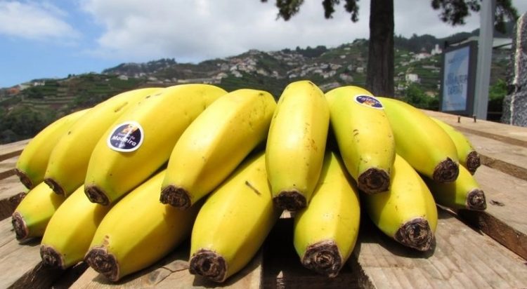 Banana da Madeira