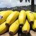 Banana da Madeira