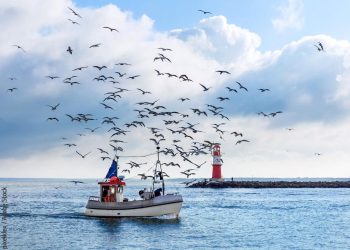 Comissão Europeia ativa medidas de crise para apoiar setores das pescas e da aquicultura