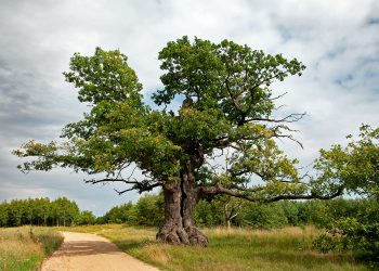 árvore europeia do ano