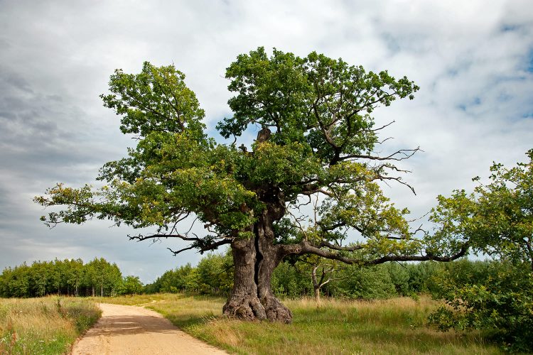 árvore europeia do ano