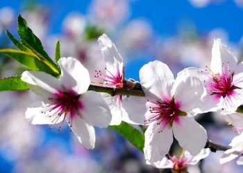 Amendoeira em flor