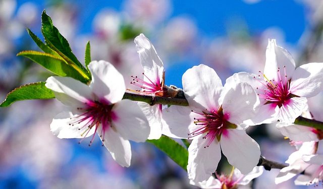 Amendoeira em flor