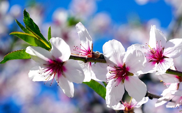 Amendoeira em flor