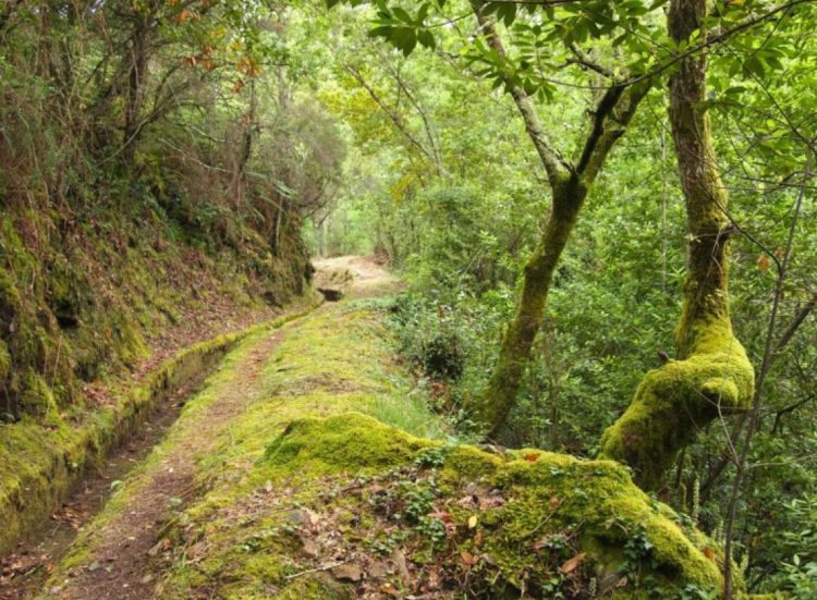 levada