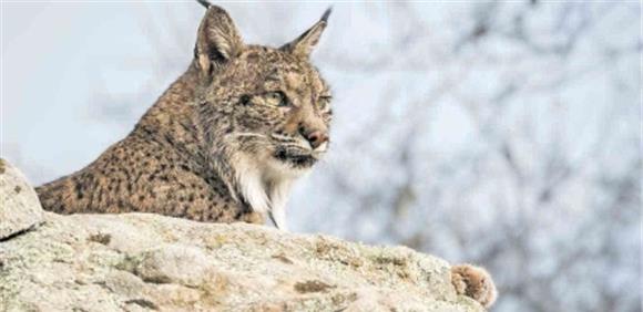 lince ibérico