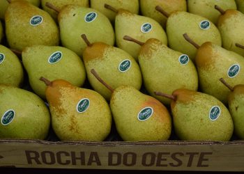 pêra rocha do Oeste