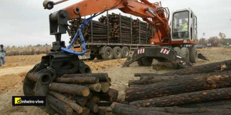 Chamusca
Sevinate Pinto, Ministro da Agricultura assistiu esta manha a chegada de madeira de pinho queimada ao parque de receccao de madeiras da Chamusca

Foto Henriques da Cunha
