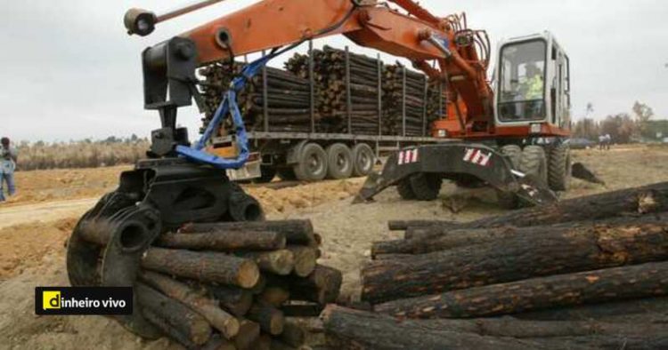 Chamusca
Sevinate Pinto, Ministro da Agricultura assistiu esta manha a chegada de madeira de pinho queimada ao parque de receccao de madeiras da Chamusca

Foto Henriques da Cunha