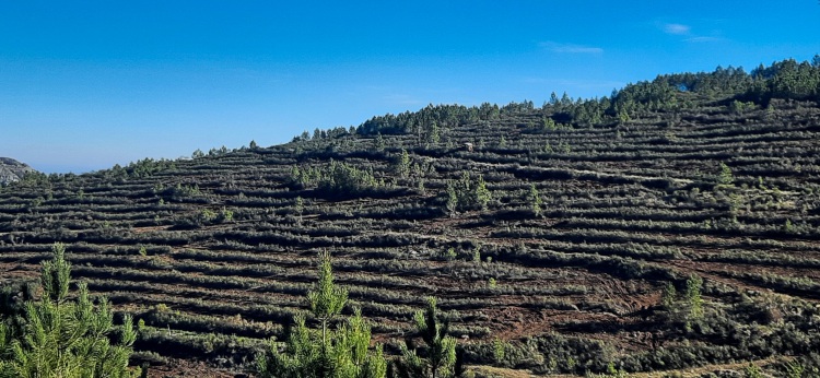 serra de são mamede