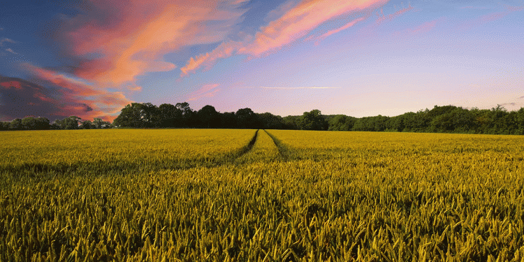 Terrenos