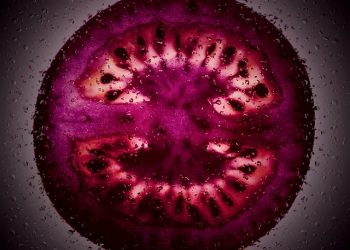 purple tomato