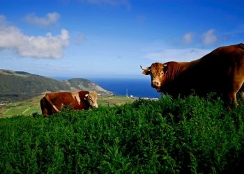 vacas Açores