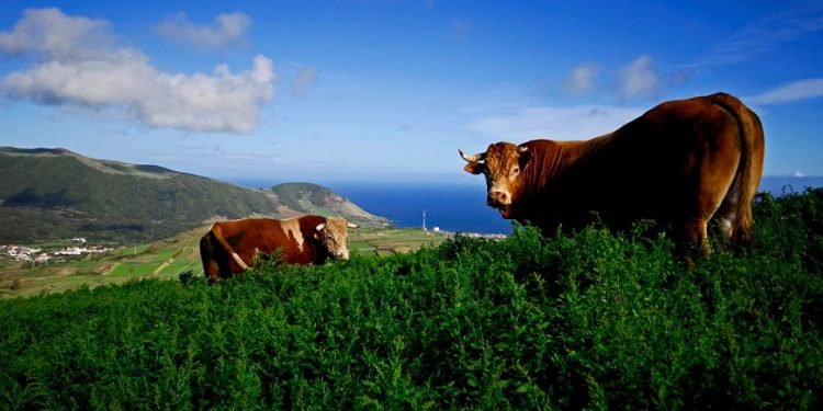 vacas Açores