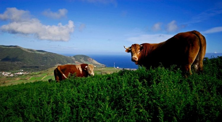 vacas Açores