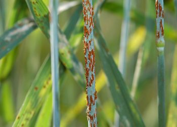 Puccinia graminis