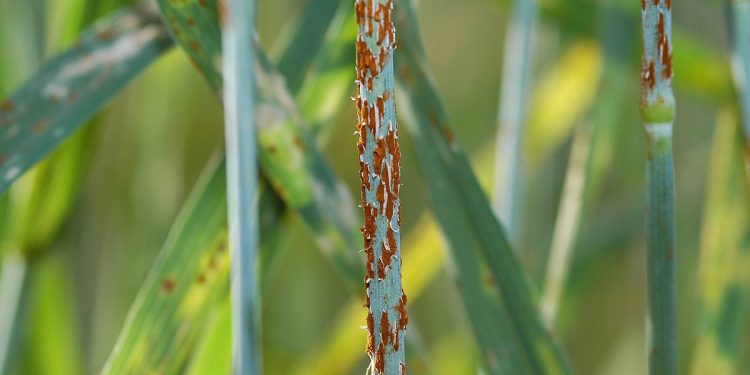 Puccinia graminis