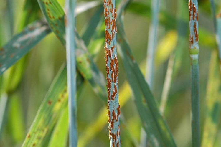 Puccinia graminis