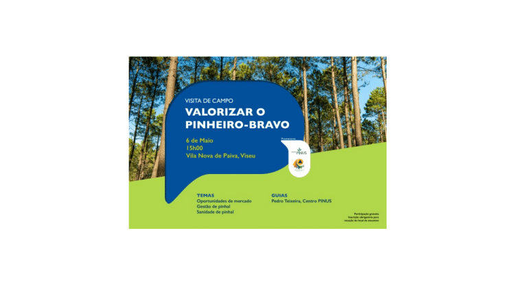 Valorizar Pinheiro Bravo