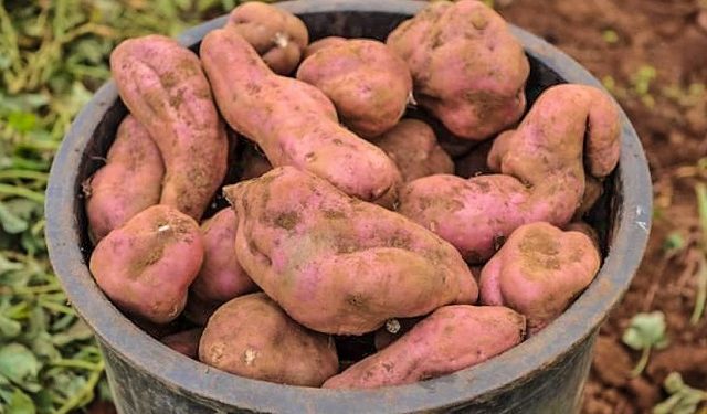 «Batata-doce da Madeira» - Denominação de Origem Protegida - Nova Consulta Pública