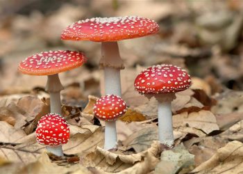 Cogumelos comunicam entre si e têm um vocabulário de até 50 palavras, diz estudo