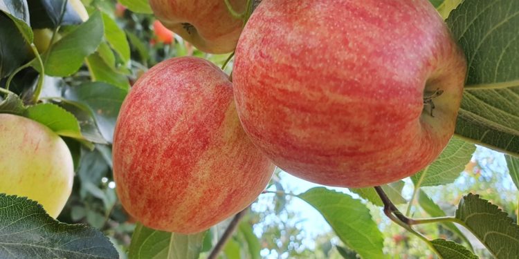 Guerra na Ucrânia condiciona venda da maçã nacional