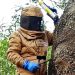 Município de Silves aposta na prevenção e combate à vespa velutina (asiática)
