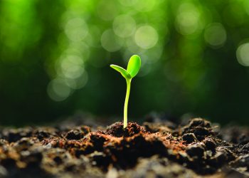 ONU proclama 12 de Maio como Dia Internacional da Sanidade Vegetal