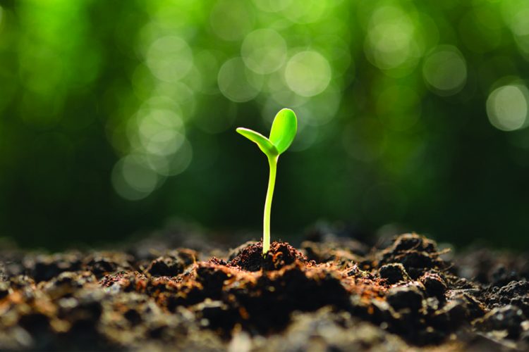 ONU proclama 12 de Maio como Dia Internacional da Sanidade Vegetal