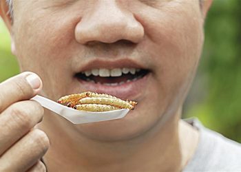 Portugueses divididos entre o entusiasmo e a repulsa. "Adoro snacks de insetos"