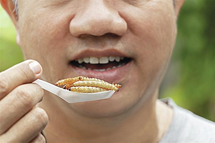 Portugueses divididos entre o entusiasmo e a repulsa. "Adoro snacks de insetos"