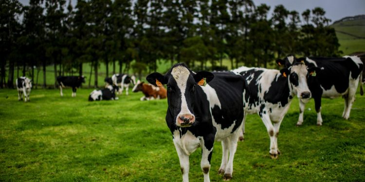 Produtores de leite pedem subida de preços