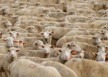 Venda-de-borregos-esta-a-aumentar-no-Campo-Branco.