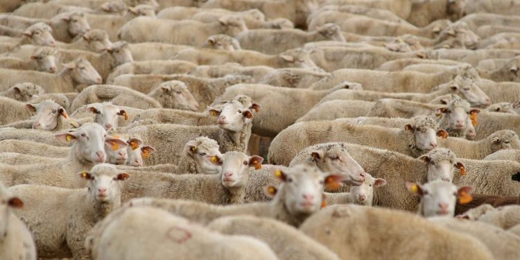 Venda-de-borregos-esta-a-aumentar-no-Campo-Branco.