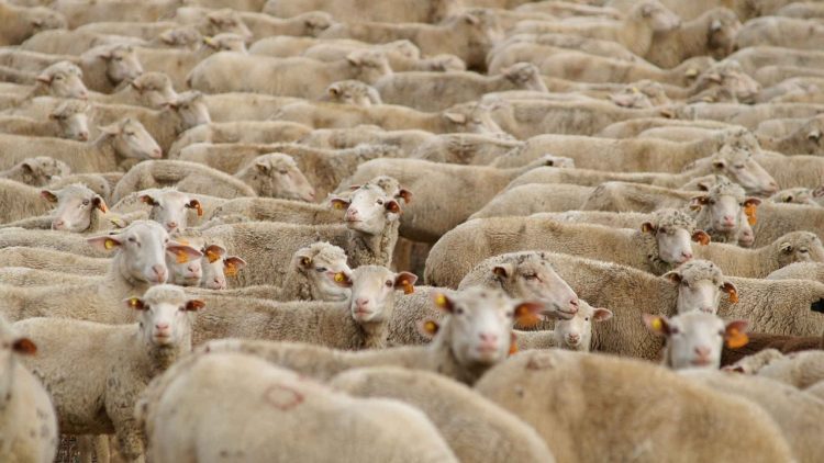 Venda-de-borregos-esta-a-aumentar-no-Campo-Branco.