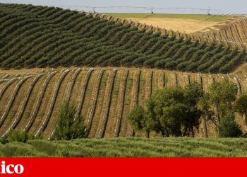 alentejo