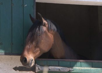 cavalo lusitano
