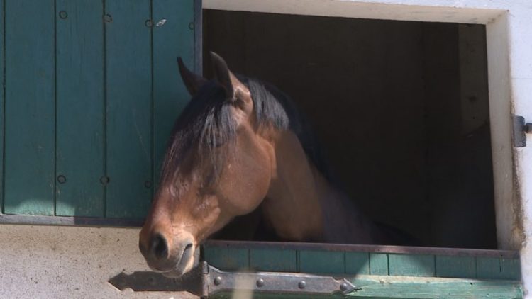 cavalo lusitano