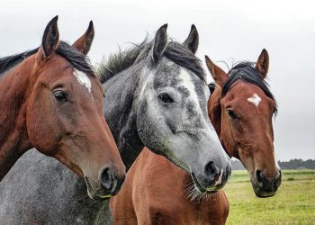 cavalos