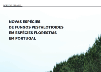 novas especies fungos